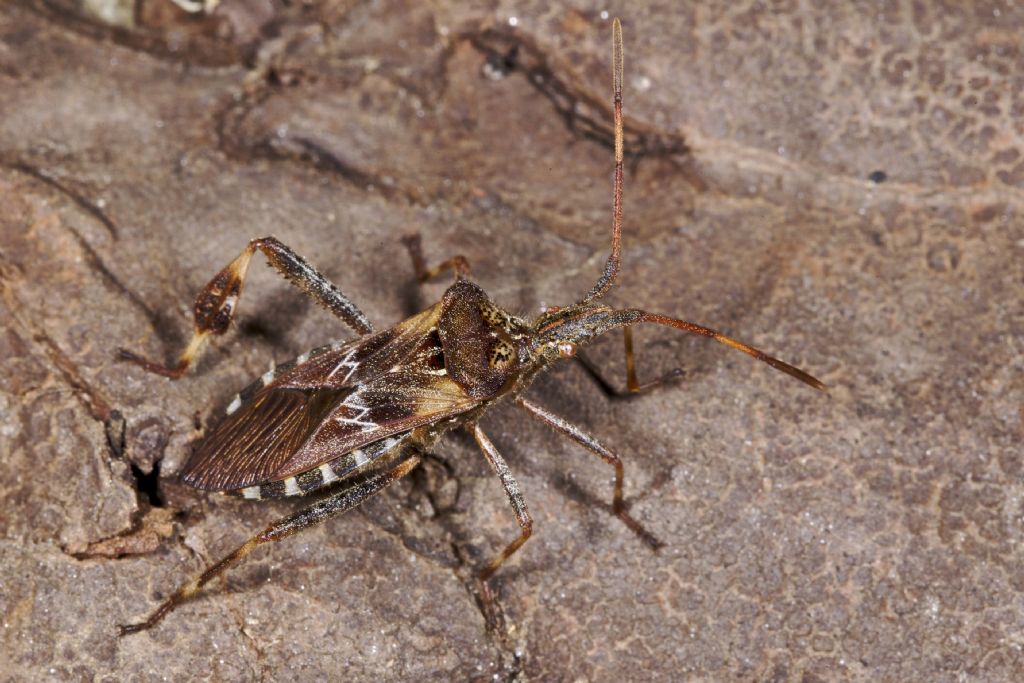Leptoglossus occidentalis